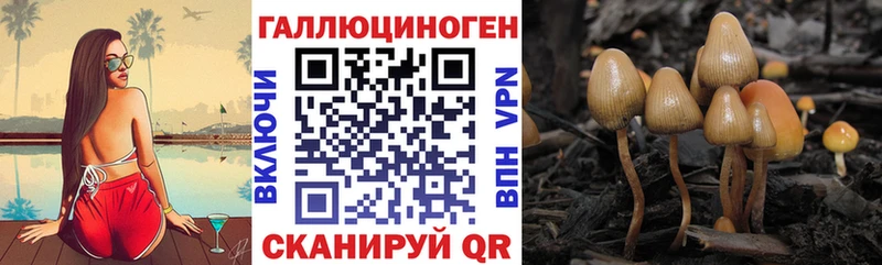 цены Касимов Псилоцибиновые грибы MAGIC MUSHROOMS